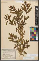 Foto von Salix triandra subsp. amygdalina (L.) Schübl. & G. Martens